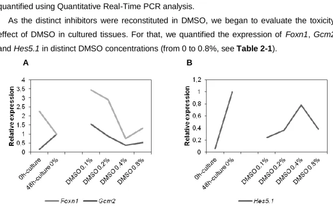 Figure 3-1 Relative expression of Foxn1 and Gcm2 (A), and Hes5.1 (B) at 0h (E3), and after 48h of culture in  the  distinct  DMSO  concentrations  (from 0% to  0.8%)