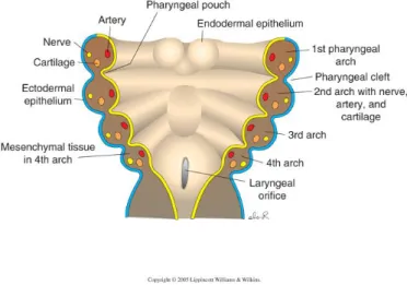Figure 1. Scheme representing coronal section through the pharyngeal zone. Pharyngeal arches, consist  of mesenchymal and mesodermal cells bounded by an outer layer of surface ectoderm (blue) and inner layer  of  pharyngeal  endoderm  (yellow)
