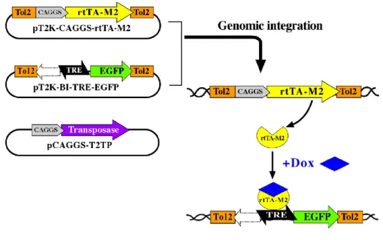 Figure  4.  “Tol2-mediated  gene  transfer  system”  and  “tetracycline-dependent  conditional  expression” 