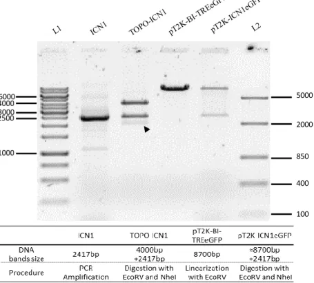 Figure  7.  Agarose  gels  showing  the  several  steps  involved  on  the  generation  of  Notch  constructs