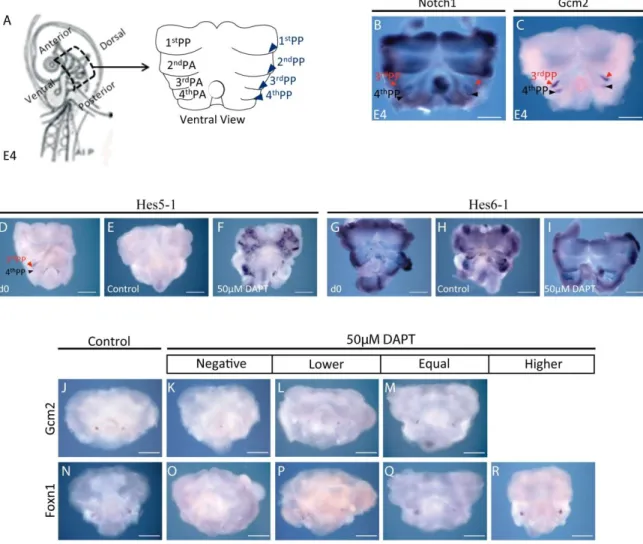 Figure 12. Expression of Notch1, Gcm2, Hes5-1, Hes6-1 and Foxn1 in the ventral side of the pharyngeal  region  explants  of  E4  chicken  embryos