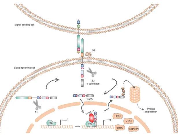 Figure 1.2 - Schematic representation of the proteolytic processing of NOTCH receptor and signal  transduction of the core NOTCH pathway 