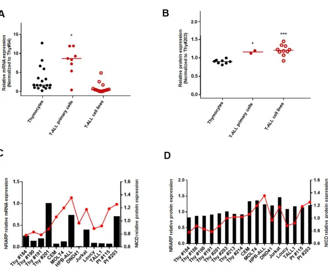 Figure 3.1 – NRARP expression in T-ALL cells. A  | NRARP mRNA relative expression in T-ALL primary  samples,  T-ALL  cell  lines  and  human  thymocytes,  determined  by  RT-qPCR  and  calculated  using  the  2 -∆∆Ct method