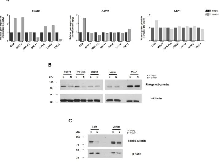 Figure  3.9 –  Effects  of  NRARP  overexpression  on  WNT  signaling.  A  |  Human  CCDN1,  AXIN2  and  LEF1  mRNA  expression in T-ALL cell lines overexpressing NRARP, determined by RT-qPCR and calculated using the 2 -∆∆Ct  method