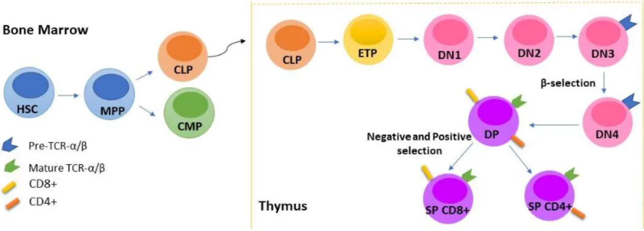 Figure 1.1. Schematic representation of T-cell development.  Hematopoietic stem cells (HSC) go through a set of  differentiation stages in the bone marrow and thymus to give rise to mature T-cells