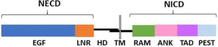 Figure 1.2. Simplified representation of NOTCH 1, 2 and 3 receptors structure. These receptors are expressed in  the surface of T-cells, and the proteolytic cleavage of its NICD part triggers Notch signaling activation