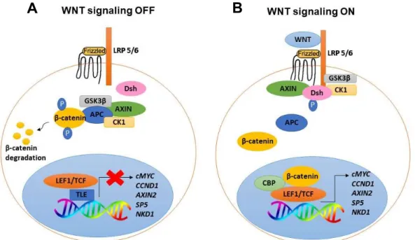 Figure 1.4. Schematic  representation of Canonical Wnt signaling pathway. In the absence of WNT ligands, β- β-catenin is degraded, inactivating Wnt pathway (A)