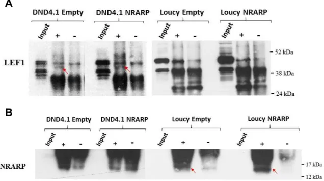 Figure  4.5.  NRARP  interacts  directly  with  LEF1.  Immunoprecipitation  of  NRARP  and  LEF1  detection  (A); 