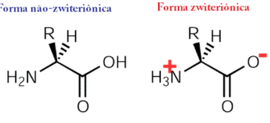 Figura  3.2:  Representação  de  um  aminoácido  no  seu  estado  “normal”  e  na  sua  forma  ionizada  ou  zwitterion[24]