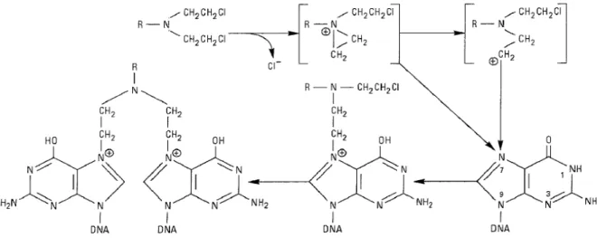 Figura 2. Mecanismo de alquilação da guanina do DNA. 