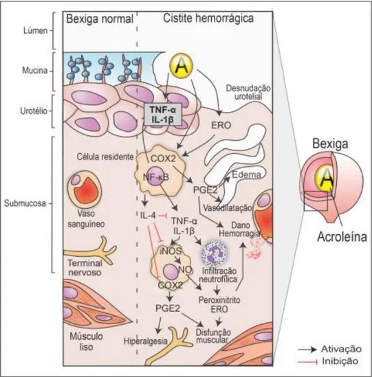 Figura 5. Esquema da patogênese da cistite hemorrágica induzida por  oxazafosforinas. 