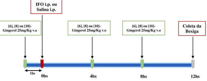 Figura  11.  Desenho  experimental,  grupo  Cistite  com  tratamento  com  os  compostos  gingerois (IFO+6G; IFO+8G e IFO+10G), grupo Gingerois Controle 