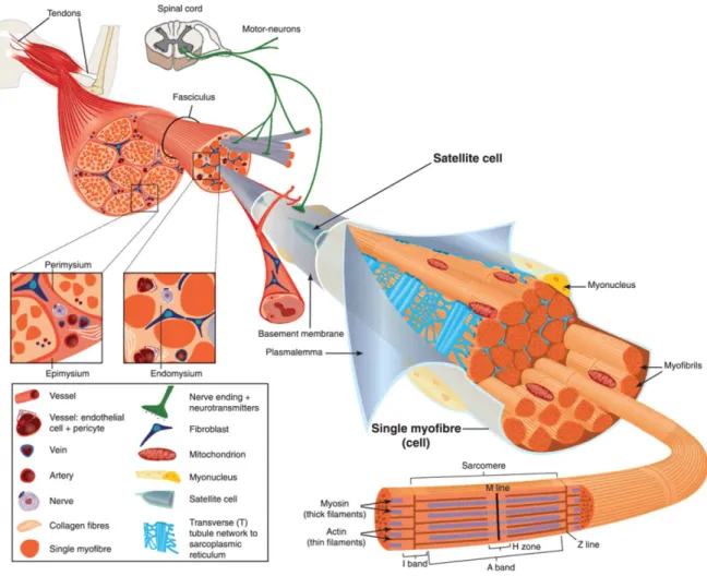 Figure 1 – Structural organization of skeletal muscle.  