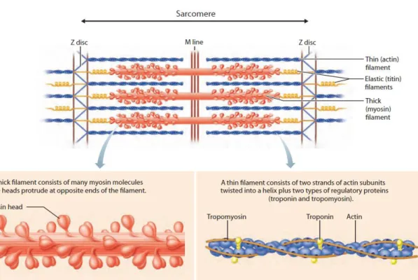 Figure 2 – Sarcomere basic components and organization. 