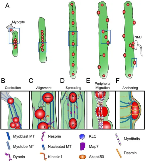 Figure 6 – Events of nuclear movement during myogenesis. 