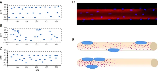 Figure 7 – Myofiber nuclear position and nuclear domains. 