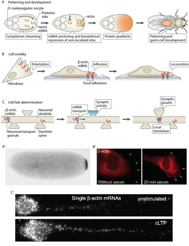 Figure 9 – Overview of roles and mechanisms for mRNA localization 
