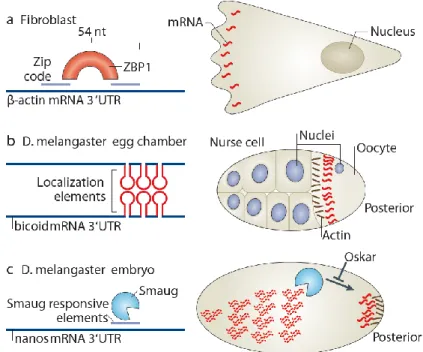 Figure 10 – RBP binding to localization elements determines mRNA localization   A) The zip code sequence of the β-actin 3’UTR recruits zipcode-binding protein1 (ZBP1) that will  determine  its  transport  to  the  leading  edge  and  to  synapses