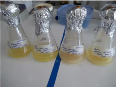 Figure 2 - Transformed Arabidopsis cell suspension cultures; the two flasks on the  left correspond to the pB7RWG:: OsRMC-RFP cultures and the two on the right to the 