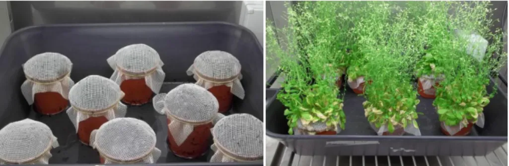 Figure 8 - Pots where (left) the Arabidopsis Col-0 plants were grown and (right)  at the stage of development to perform the floral dip method 