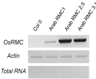 Figure 11 - Segregation analysis of lines RMC#2 and RMC#3 