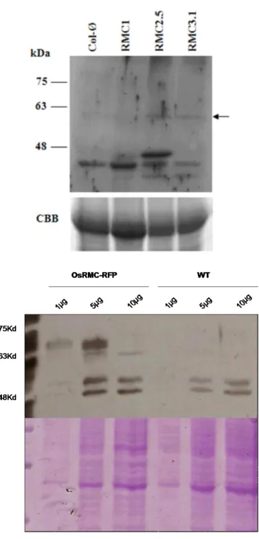 Figure  13  shows  bands  below  the  63kDa  band  in  the  protein  extracts  from  lines  RMC#2.5  and  RMC#3.1  that  were  absent  for  the  protein  extracted  from  Col-O  plants,  showing  that  the  fused  protein  RMC-RFP  could  still  be  detect