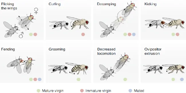 Figure 1.2.: Courtship behaviours in female Drosophila melanogaster at different receptivity states: immature virgin,  mature  virgin  and  mated  females