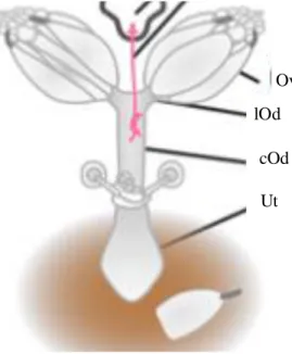 Figure 1.3.: Representation of the female Drosophila melanogaster reproductive tract: Ov: ovary; lOd: lateral oviduct; 