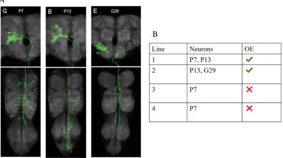 Figure 1.4.: P13 is the neuron responsible for OE. A) Immunostaining of P7, P13 and G29 neurons, which are labelled in  some of the lines included in Janelia’s Fly Descending Interneuron collection of lines (provided by Janelia Research Campus); 
