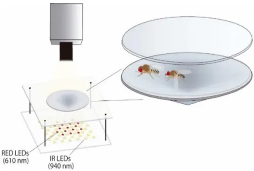Figure 2.1.: Behavioural setup for neuronal activation experiments. It consists of a camera mounted above a conical arena