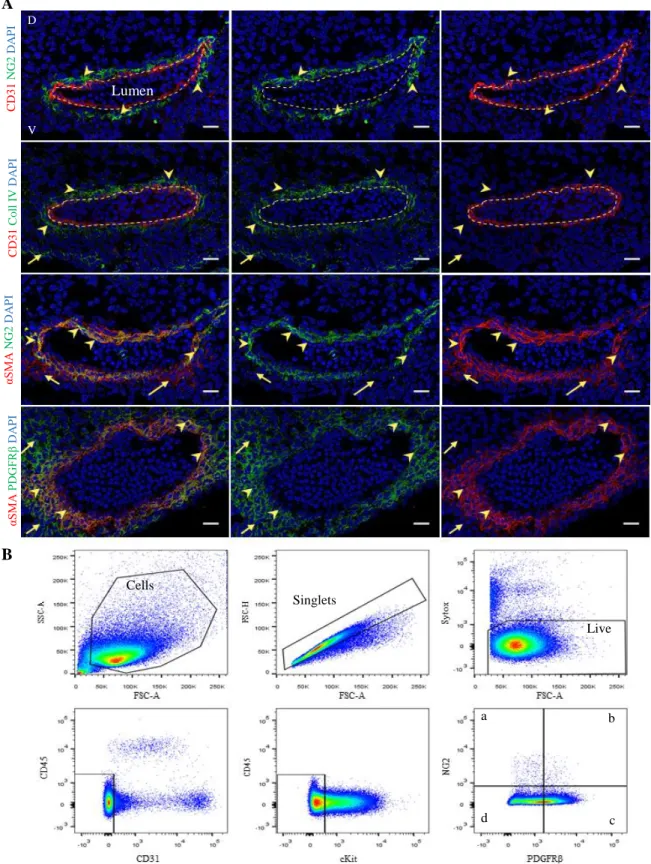 Figure  1.  E11  AGM  is  surrounded  by  distinct  perivascular  cell  subsets.  (A)  Immunohistochemistry  of  E11  WT  AGM  (40-42 sp) cryo-sections with different marker combinations, allowing to distinguish different vascular and perivascular cell  su