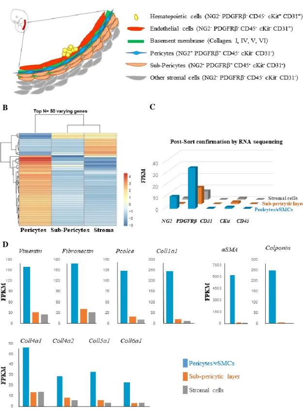 Figure  2.  Purified  perivascular  cells  from  E11  WT  AGM  are  phenotypically  and  genetically  distinct