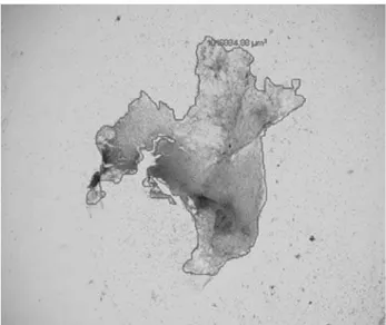 Figura 2 - Imagem de microscopia óptica com aumento de