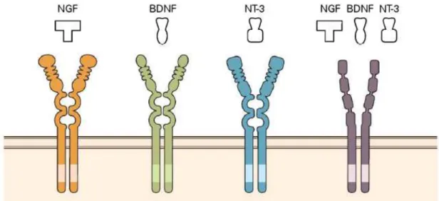 Figura 1 - Receptores do tipo Tirosina Cinase das neurotrofinas. Em amerelo receptor TrkA,   em verde receptor TrkB, em azul receptor TrkC, em roxo receptor p75