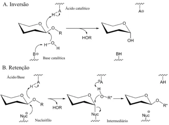 Figura 1 – Esquema dos mecanismos gerais de catálise de glicosilhidrolase (GHs) 