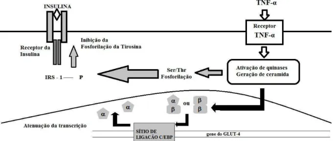 Figura 2  – Resistência à insulina mediana pelo TNF-α 