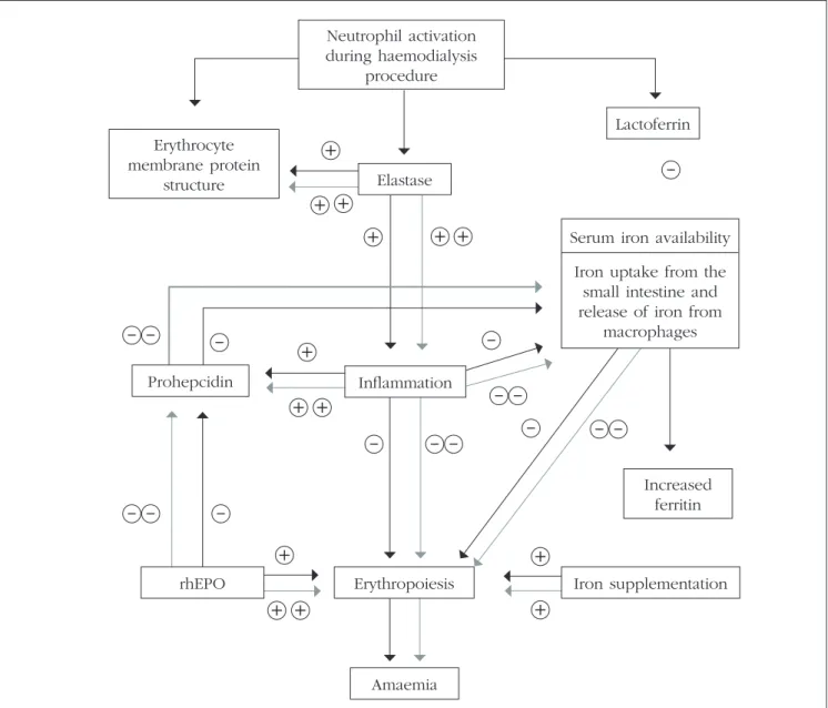 Fig. 1 – Potential mechanisms involved in the pathophysiology of resistance to rhEPO therapy