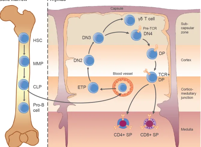 Figure 1.2 - Stages of hematopoiesis and T-cell development 