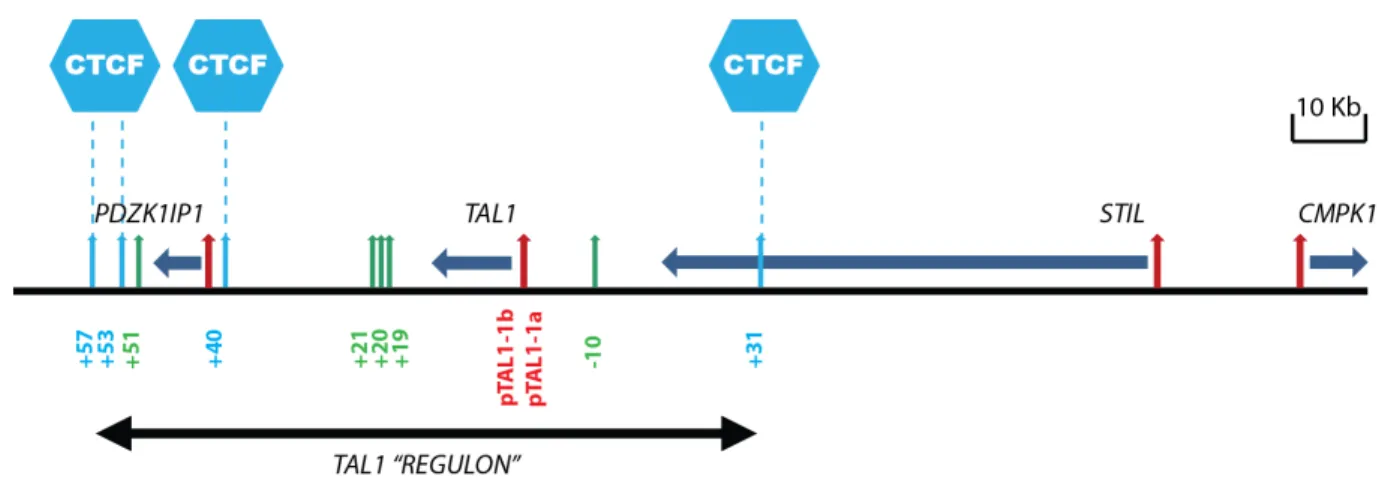 Figure 1.4 – Diagram of the organization of the human TAL1 regulon.  