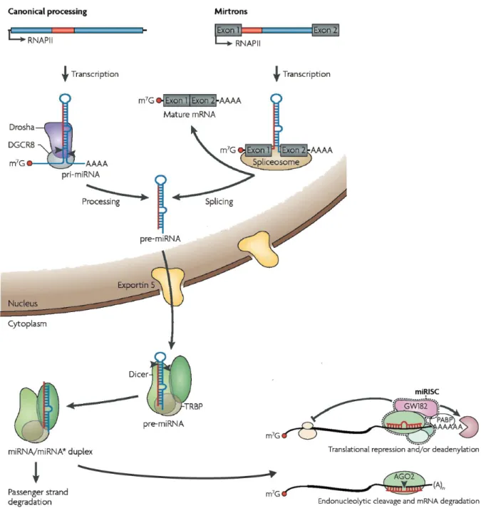 Figure 1.5 – MicroRNA biogenesis pathways.  