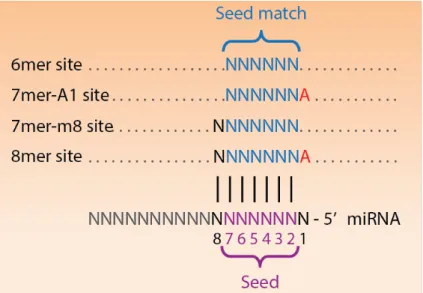 Figure 1.6 – Main types of seed-matched sites found in the mammalian transcripts.  