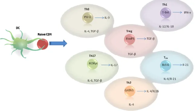 Figure  4.  CD4  T  cell  lineages.  Classical view  of  lineages and  master  regulators. These  subsets  express  lineage  defined  transcription  factors  and  produce  selective  cytokines.  Environmental  factors  will  support  the  development into 