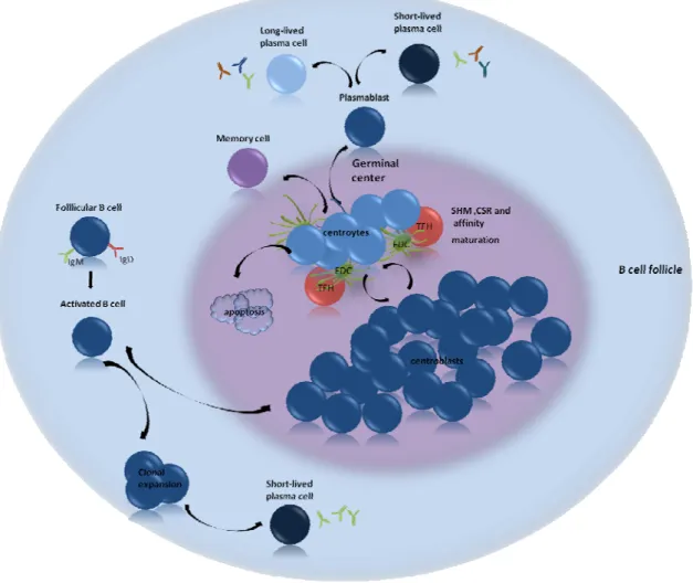Figure 6. Schematic overview of the germinal center reaction. After activation B cells follow one of two fates: 
