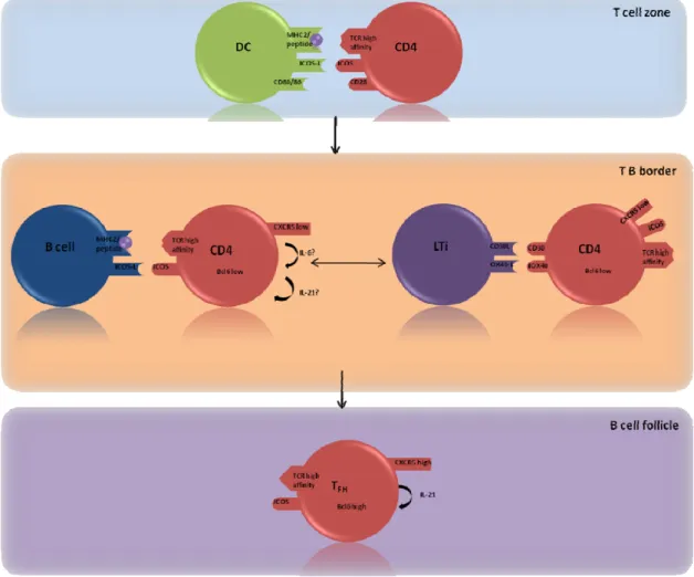Figure 7. T FH  cell differentiation. T FH  differentiation is not yet fully understood. Depicted is a possible scenario  for the development of a T FH  cell. Uncertain is still the role of IL‐6 and IL‐21 for T FH  differentiation or the  putative interact