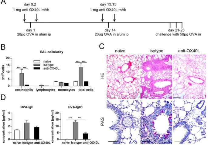 Figure 1. OX40L blockade prevents allergic sensitization. Female Balb/c mice were sensitized with 20 µg OVA‐