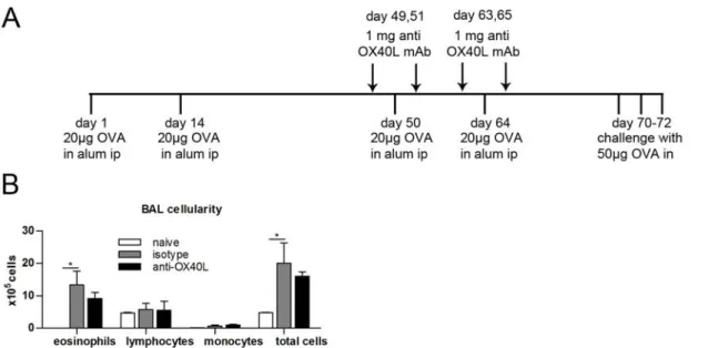Figure 3.  OX40L blockade  looses  effectivity  when administered  to pre‐sensitized mice. (A)  Balb/c mice  were  sensitized  with  20  µg  OVA‐alum  given  twice  in  an  interval  of  14  days  and  then  resensitized  during  OX40L  blockade  from  day