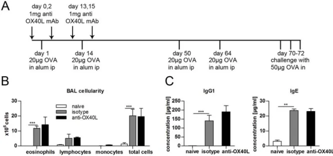 Figure  4.  OX40L  blockade  does  not  protect  mice  from  subsequent  sensitization  with  the  same  antigen.  (A)  Balb/c mice  were  sensitized with 20 µg OVA‐alum given twice in an interval of 14 days during OX40L blockade  and then re‐sensitzed fro