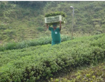 Figura  22  -  Coleta  matinal  (6h)  de  Mentha  crispa  na  região  de  Serra  dos  Cavalos  no  município de Caruaru, Pernambuco - Brasil