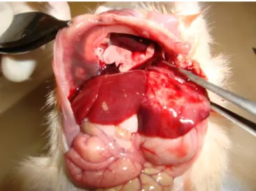 Figura 31 - Fígado de Hamster infectado com cepa EGG de E. histolytica 