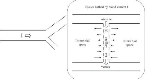 Fig. 3. Artery with blood current I and downstream tissues bathed by I. Exchange of blood components occurs through the capillary that connects arteriolar and venular ends.